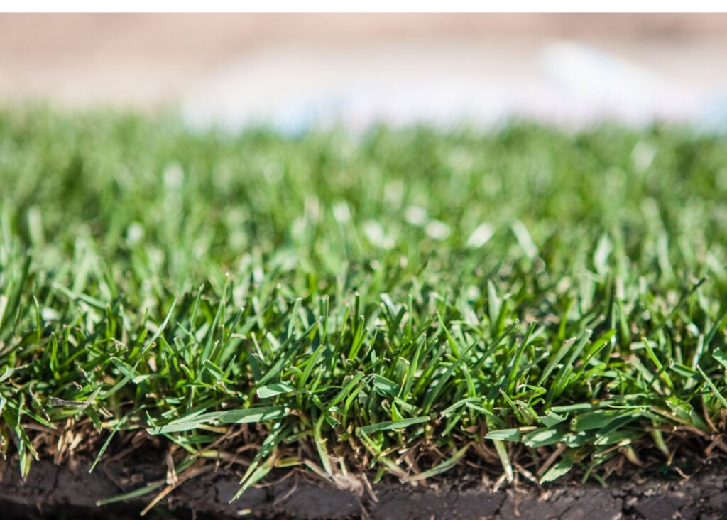 Orlando Sod Solutions